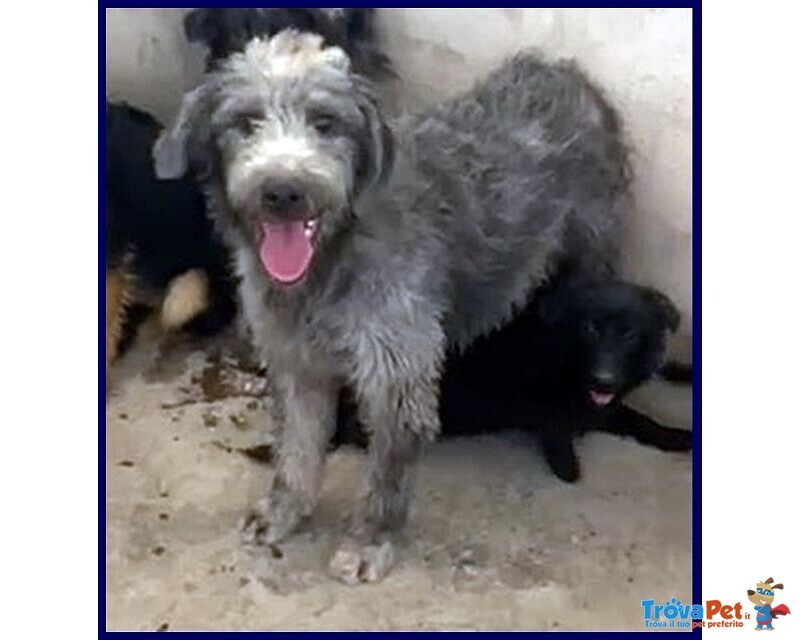 Magogo Giovane bel Timidino - Foto n. 4