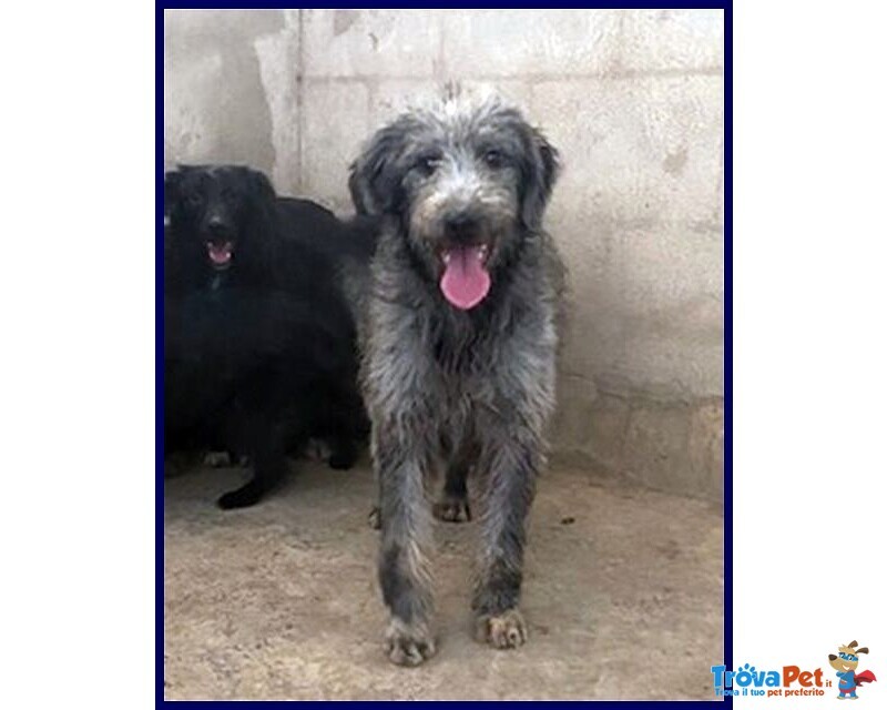 Magogo Giovane bel Timidino - Foto n. 5