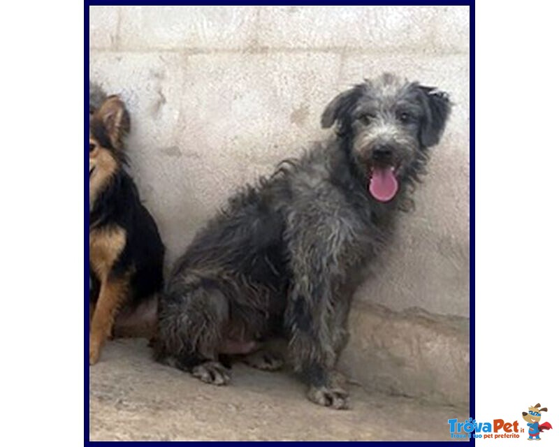 Magogo Giovane bel Timidino - Foto n. 6