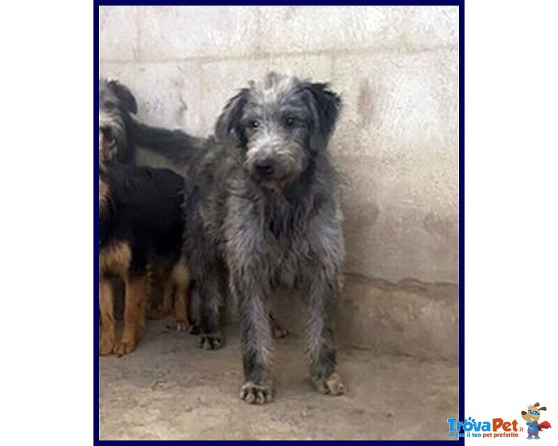 Magogo Giovane bel Timidino - Foto n. 7