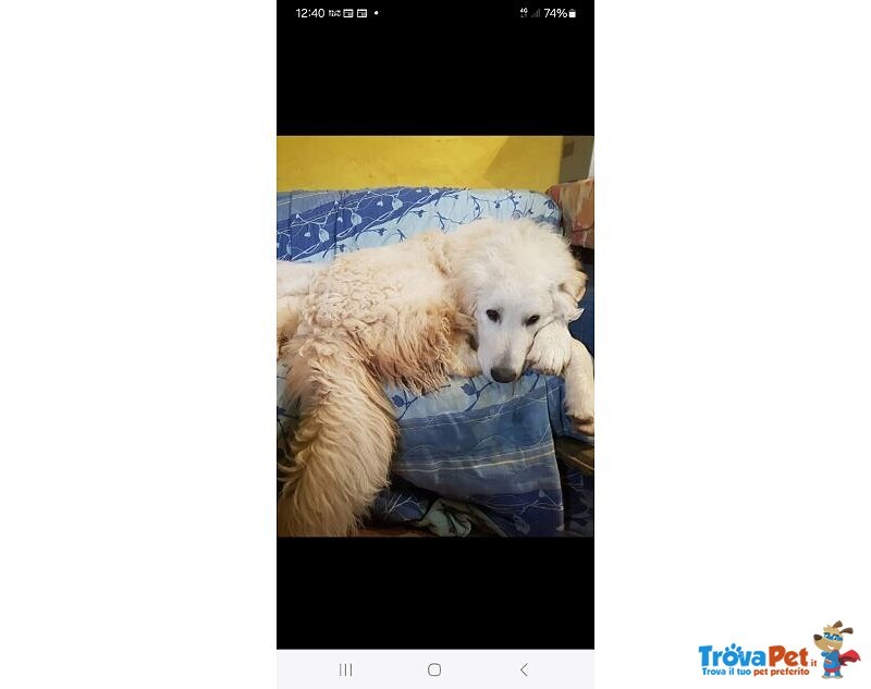 Romeo Meraviglioso Maremmano Buonissimo - Foto n. 1