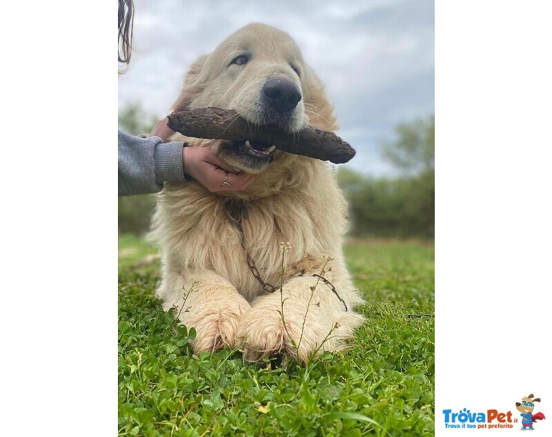 Romeo Meraviglioso Maremmano Buonissimo - Foto n. 2