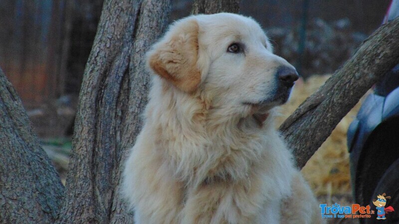 Romeo Meraviglioso Maremmano Buonissimo - Foto n. 3