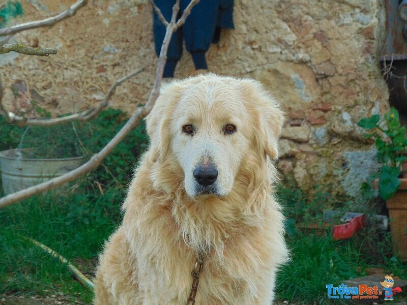 Romeo Meraviglioso Maremmano Buonissimo - Foto n. 4