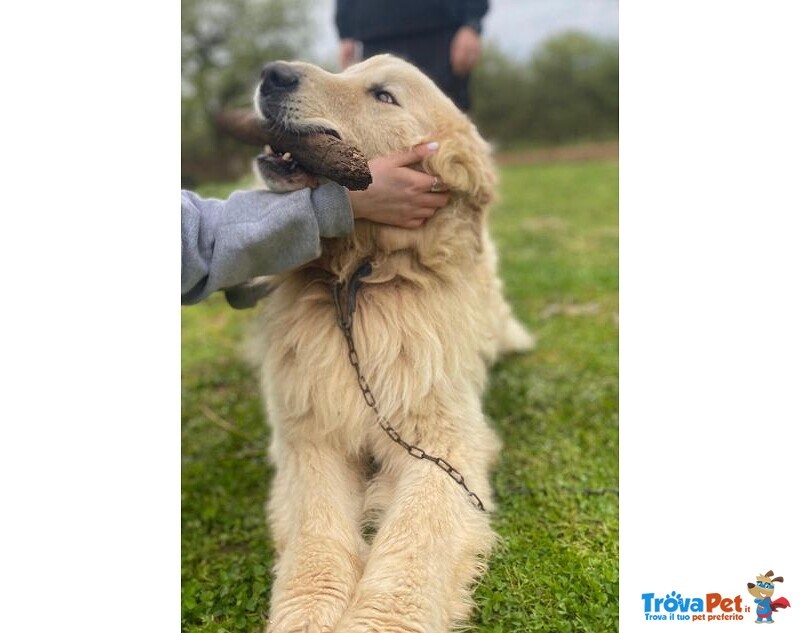 Romeo Meraviglioso Maremmano Buonissimo - Foto n. 5