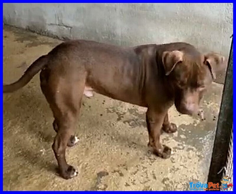 Brian 9anni Cerca Amico Umano Esperto! - Foto n. 4