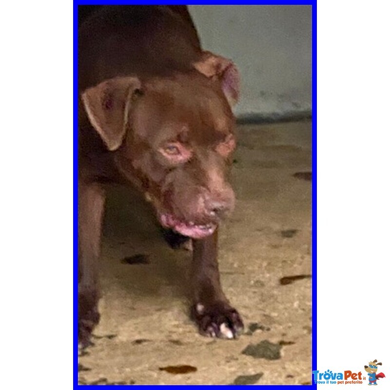 Brian 9anni Cerca Amico Umano Esperto! - Foto n. 5