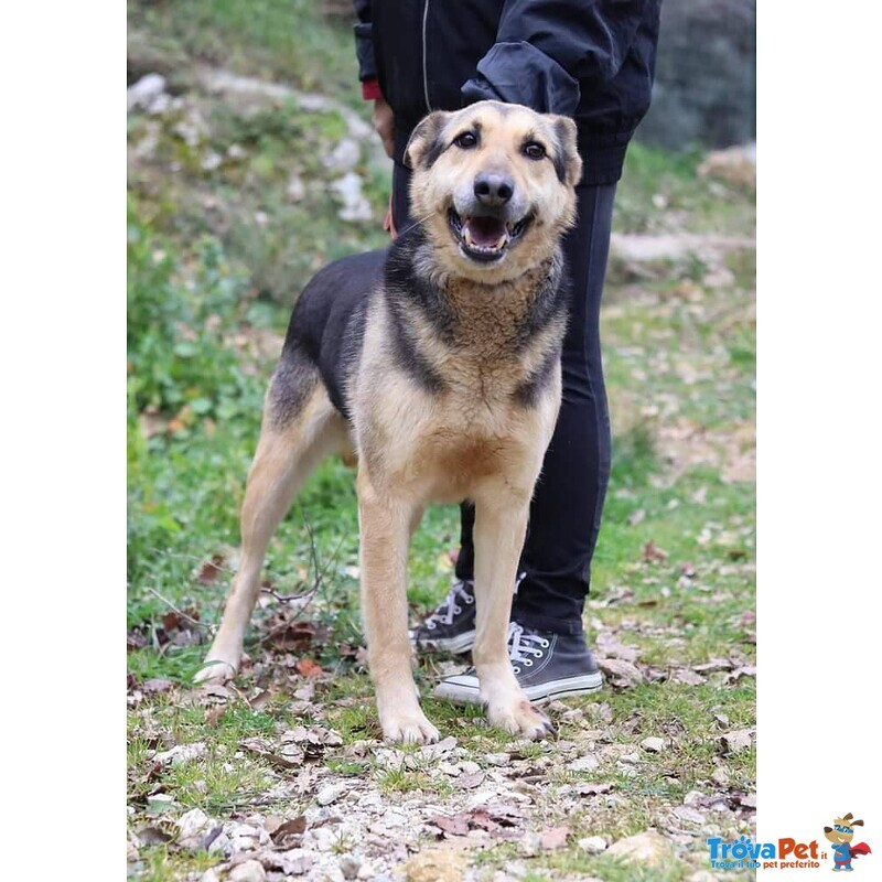 Rex Affettuoso Nonnino - 23kg - Foto n. 4