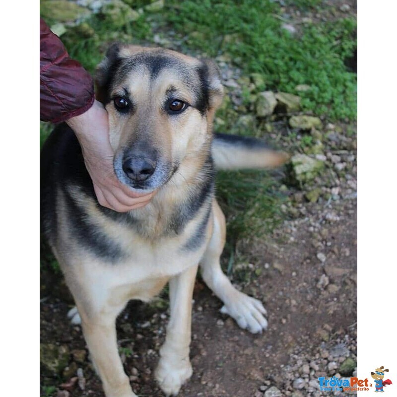 Rex Affettuoso Nonnino - 23kg - Foto n. 5