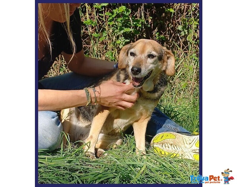 Nonna Polenta Sogna un Divano e Tante Coccole - Foto n. 1