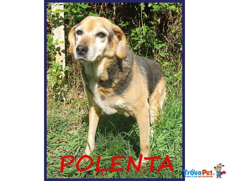 Nonna Polenta Sogna un Divano e Tante Coccole - Foto n. 2