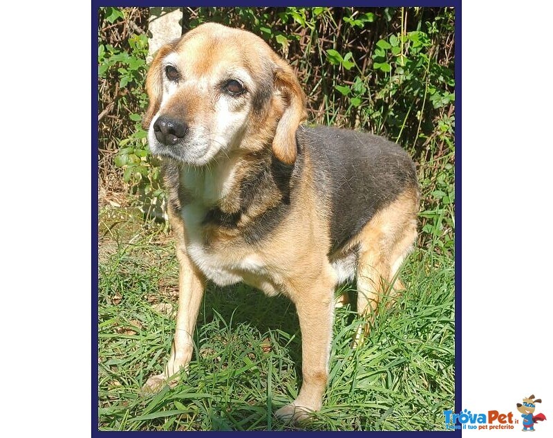 Nonna Polenta Sogna un Divano e Tante Coccole - Foto n. 4