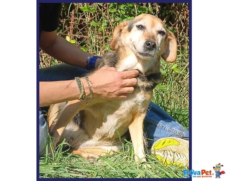 Nonna Polenta Sogna un Divano e Tante Coccole - Foto n. 5