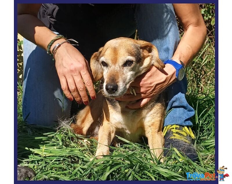 Nonna Polenta Sogna un Divano e Tante Coccole - Foto n. 6