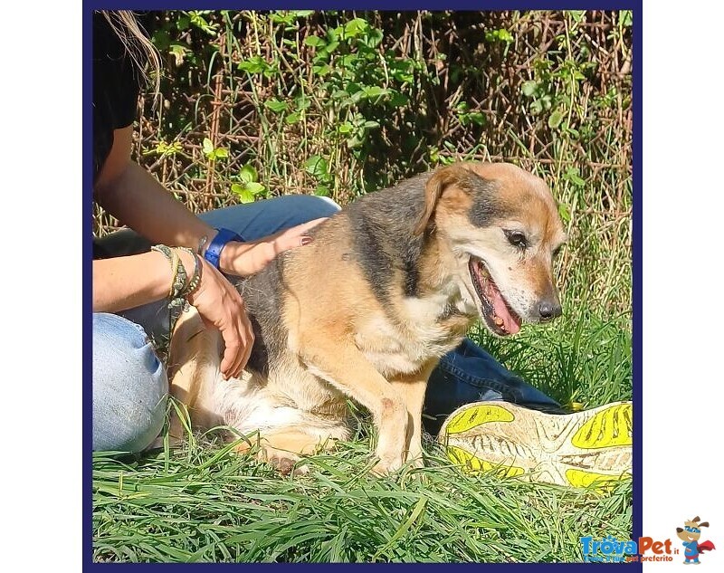 Nonna Polenta Sogna un Divano e Tante Coccole - Foto n. 7