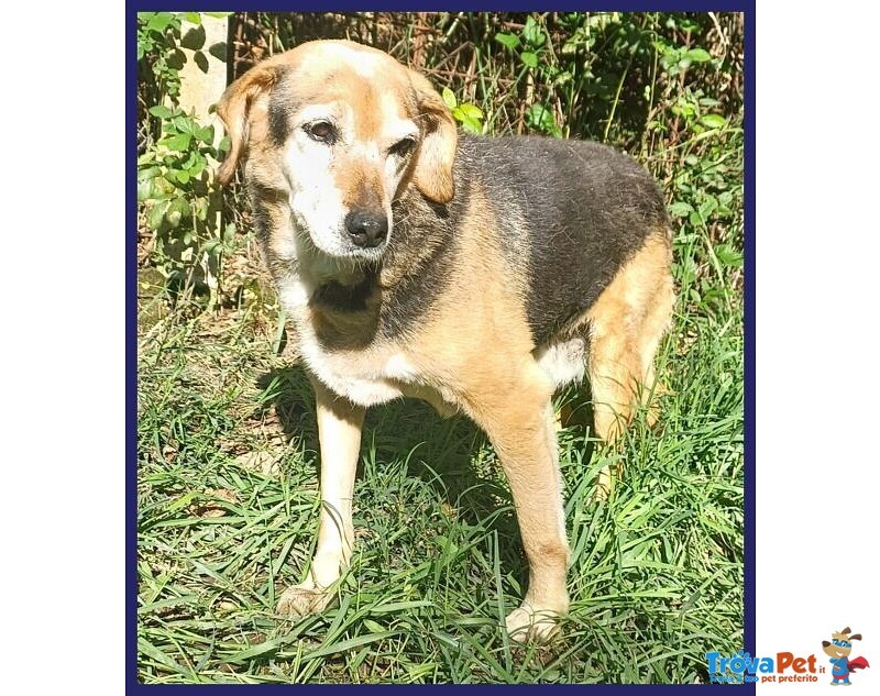 Nonna Polenta Sogna un Divano e Tante Coccole - Foto n. 8