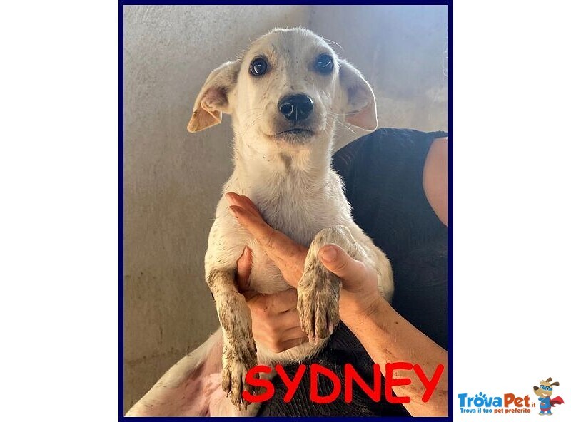 Sydney Adorabile Piccoletta - 3anni - Foto n. 1