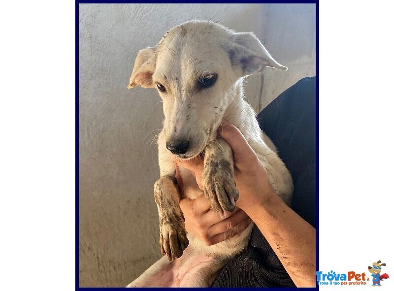 Sydney Adorabile Piccoletta - 3anni - Foto n. 2