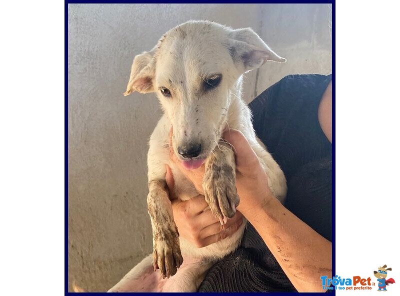 Sydney Adorabile Piccoletta - 3anni - Foto n. 3