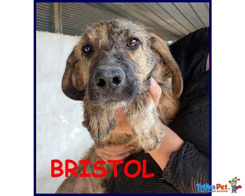 Bristol 2-3anni in Cerca di casa e Amore - Foto n. 1