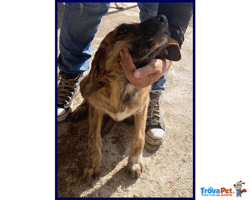 Bristol 2-3anni in Cerca di casa e Amore - Foto n. 2