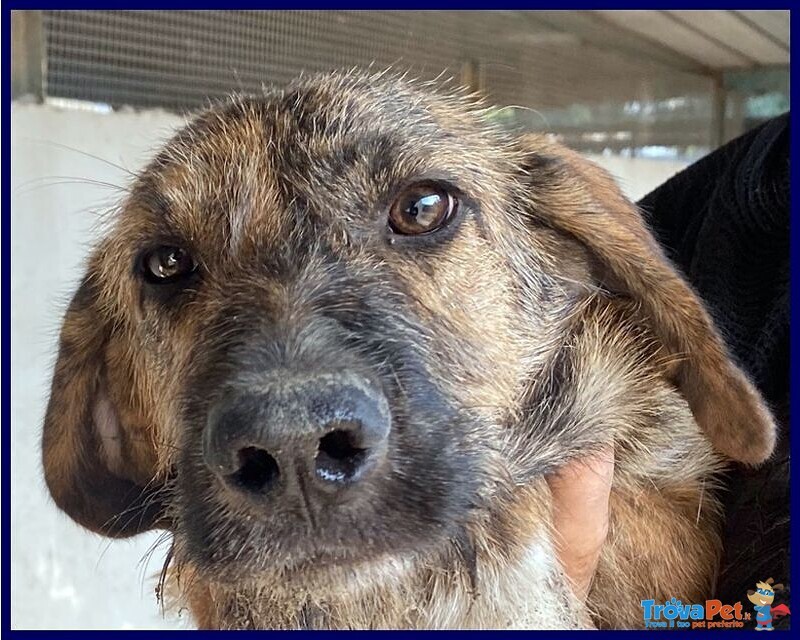 Bristol 2-3anni in Cerca di casa e Amore - Foto n. 3