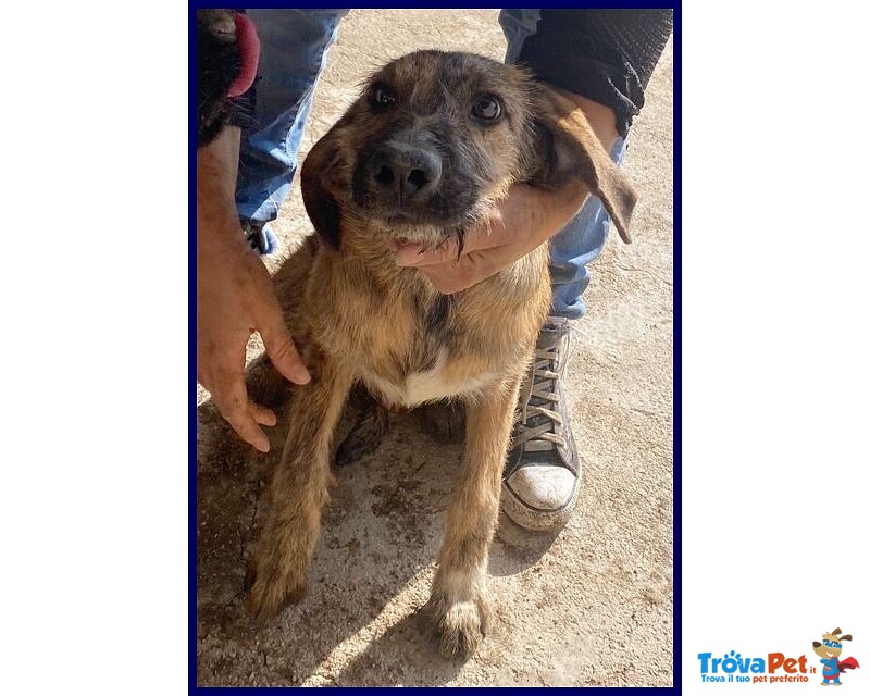 Bristol 2-3anni in Cerca di casa e Amore - Foto n. 4