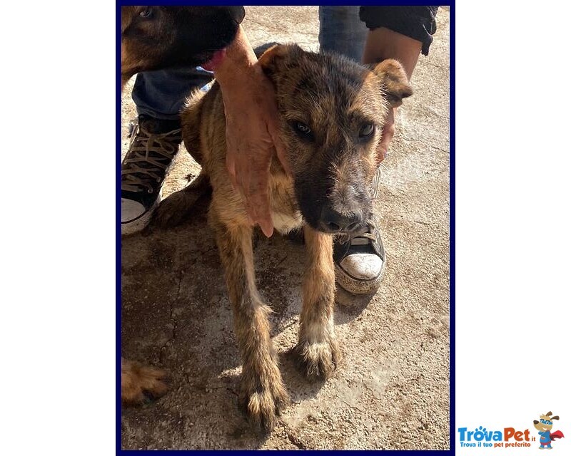 Bristol 2-3anni in Cerca di casa e Amore - Foto n. 5