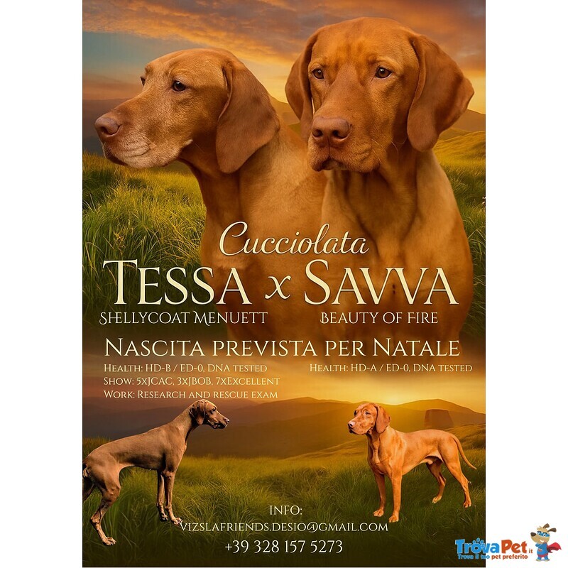 Bellissima Cucciolata di Bracco Ungherese (vizsla) in Arrivo a Natale! - Foto n. 1