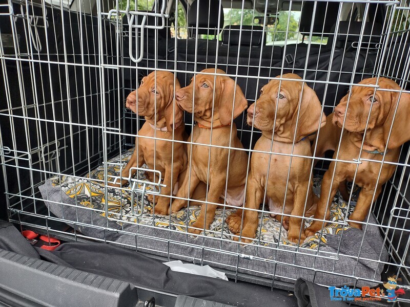 Bellissima Cucciolata di Bracco Ungherese (vizsla) in Arrivo a Natale! - Foto n. 2