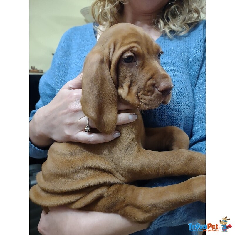 Bellissima Cucciolata di Bracco Ungherese (vizsla) in Arrivo a Natale! - Foto n. 3