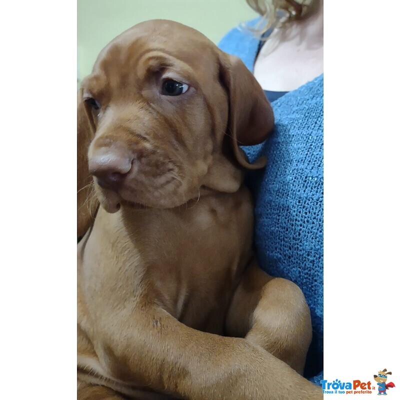 Bellissima Cucciolata di Bracco Ungherese (vizsla) in Arrivo a Natale! - Foto n. 4