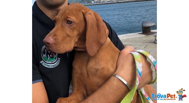 Bellissima Cucciolata di Bracco Ungherese (vizsla) in Arrivo a Natale! - Foto n. 6