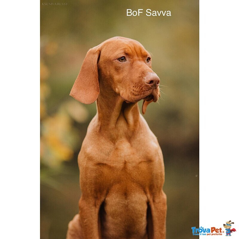 Bellissima Cucciolata di Bracco Ungherese (vizsla) in Arrivo a Natale! - Foto n. 7