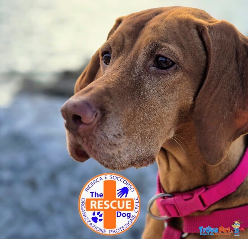 Bellissima Cucciolata di Bracco Ungherese (vizsla) in Arrivo a Natale! - Foto n. 8
