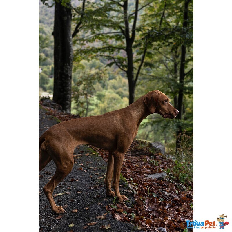 Bellissima Cucciolata di Bracco Ungherese (vizsla) in Arrivo a Natale! - Foto n. 9