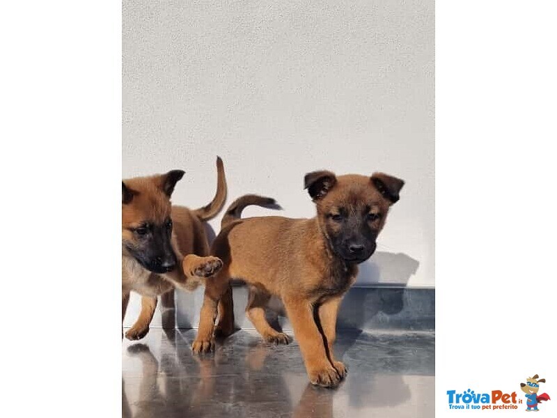 Allevamento Cuccioli Pastore Belga Malinois Potenza Matera Basilicata e Tutta Italia - Foto n. 2
