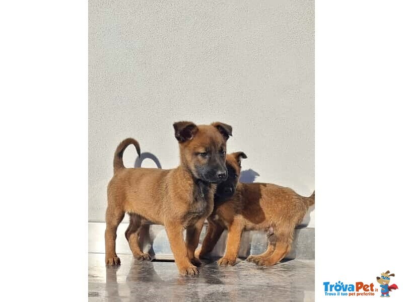 Allevamento Cuccioli Pastore Belga Malinois Potenza Matera Basilicata e Tutta Italia - Foto n. 3