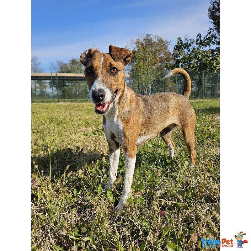 Yoko Cucciola Esuberante - Foto n. 1