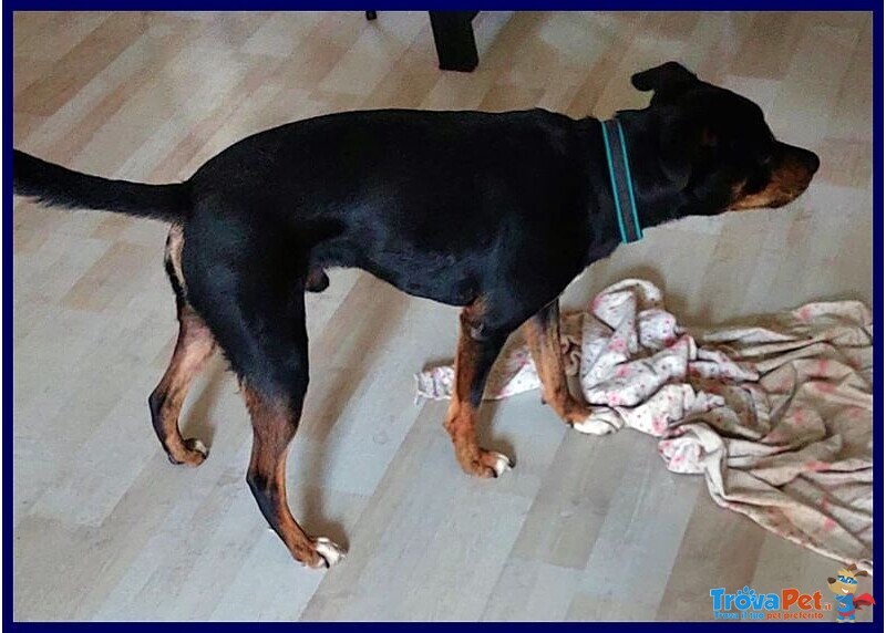 Kimbo Dolce Piccoletto Sempre da Solo! - Foto n. 2