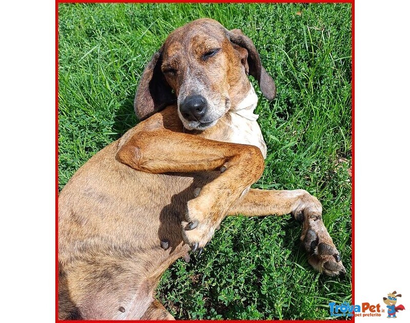 Svitol 5anni Dolcissima e Vivace - Foto n. 1