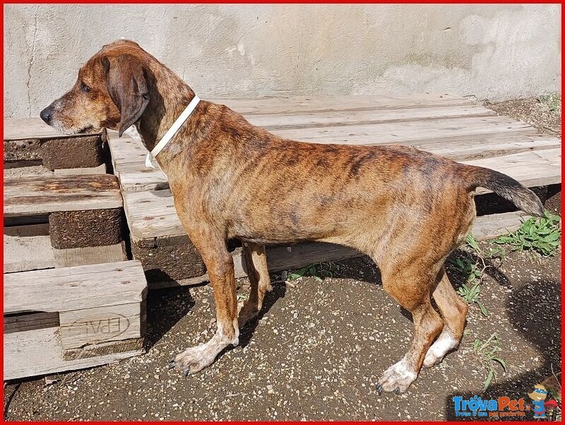 Svitol 5anni Dolcissima e Vivace - Foto n. 2