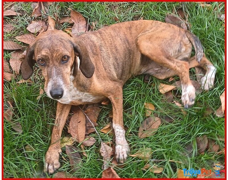 Svitol 5anni Dolcissima e Vivace - Foto n. 3