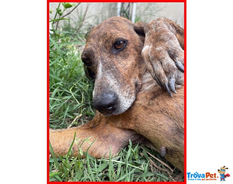 Svitol 5anni Dolcissima e Vivace - Foto n. 6