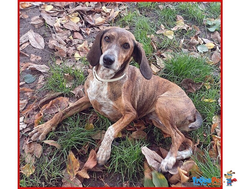 Svitol 5anni Dolcissima e Vivace - Foto n. 7