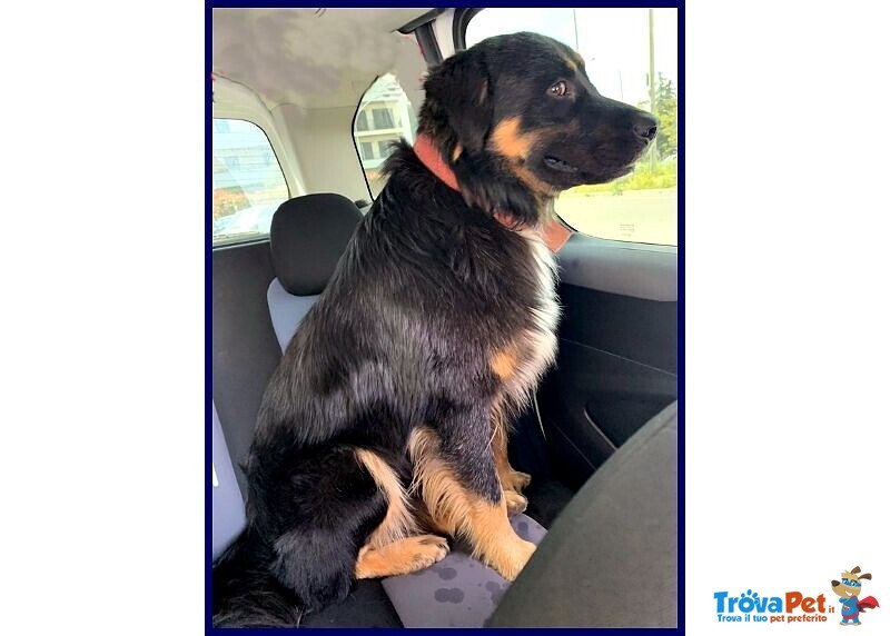 Argo Dolcissimo Patatone 5anni - Foto n. 3