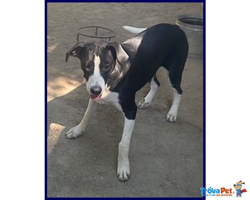 Klizia 3anni Allegra e Simpaticissima - Foto n. 2