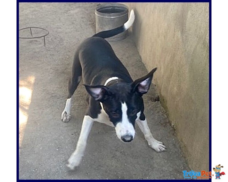 Klizia 3anni Allegra e Simpaticissima - Foto n. 3