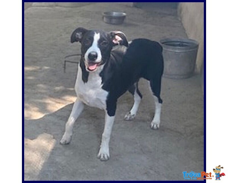 Klizia 3anni Allegra e Simpaticissima - Foto n. 4