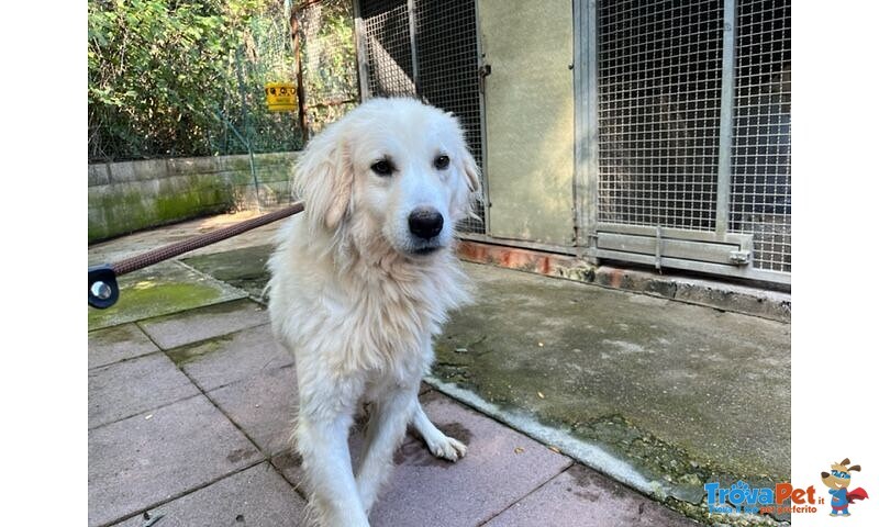 Cloe' Adulta Dolce Timidina - Foto n. 1